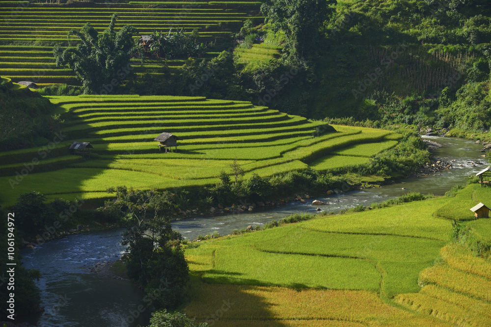 Obraz premium terrace rice field in asia