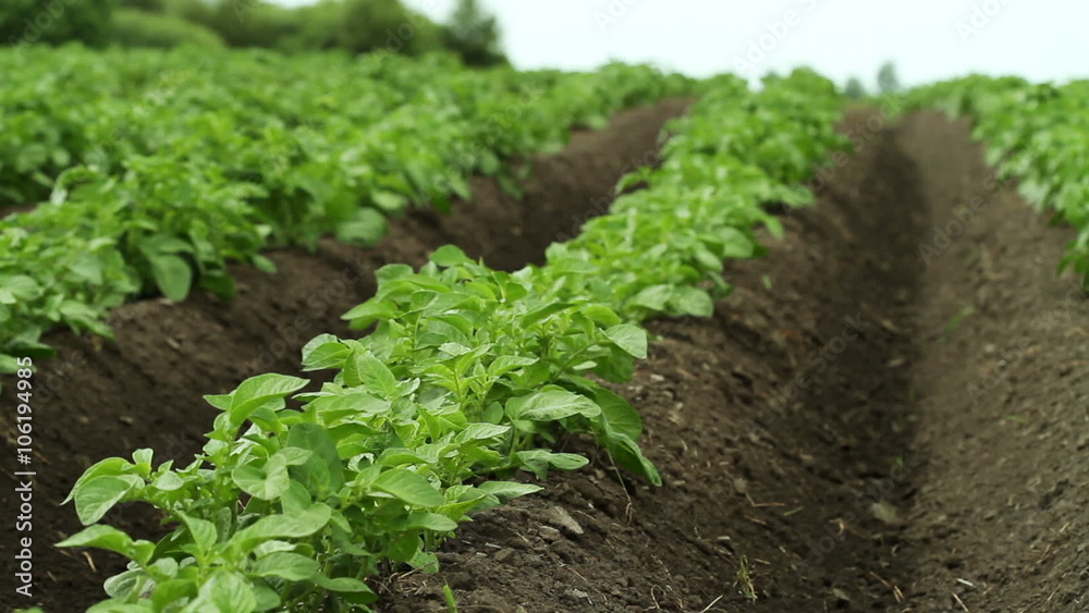 Green potato plants growing in the field Green potato plants growing in the field