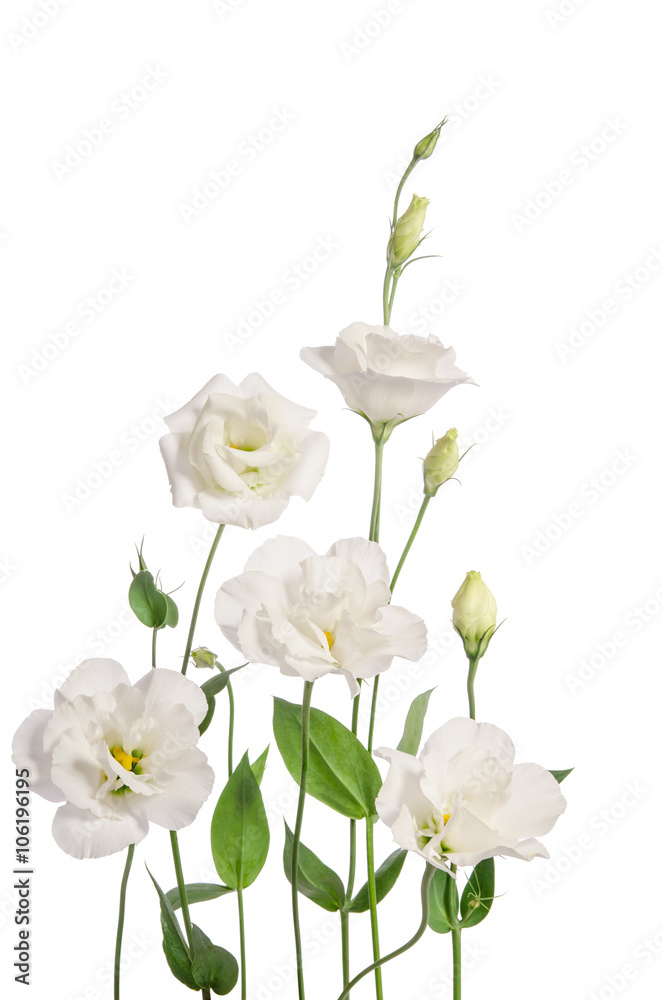 Beautiful eustoma flowers isolated on white background Beautiful eustoma flowers isolated on white background