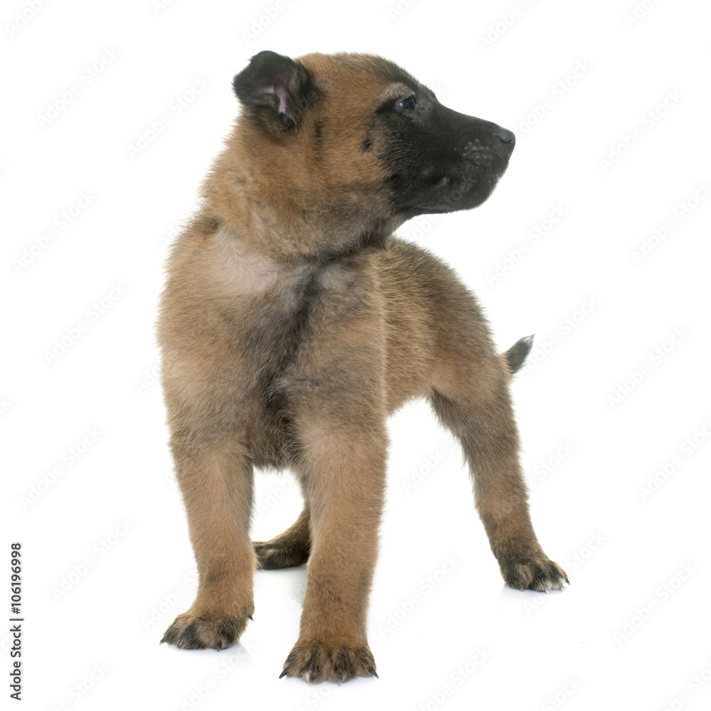 Fototapeta premium puppy belgian shepherd malinois