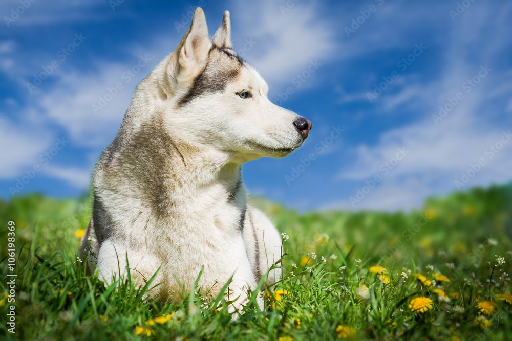 Dog. Portrait of Siberian Husky. Dog on the lawn of dandelions. Landscape. A dog on a background of the sky