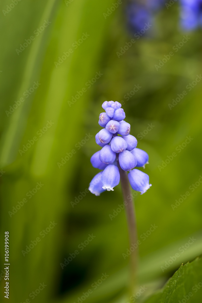 Muscari Liliaceae spring flower outdoor Muscari Liliaceae spring flower outdoor