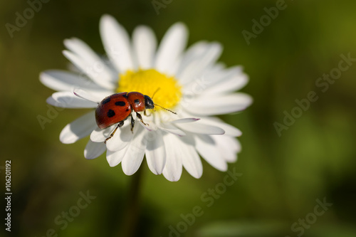 macro ladybug on daisy in the grass