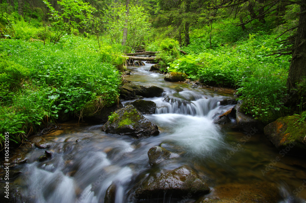 Stream in the wood Stream in the wood