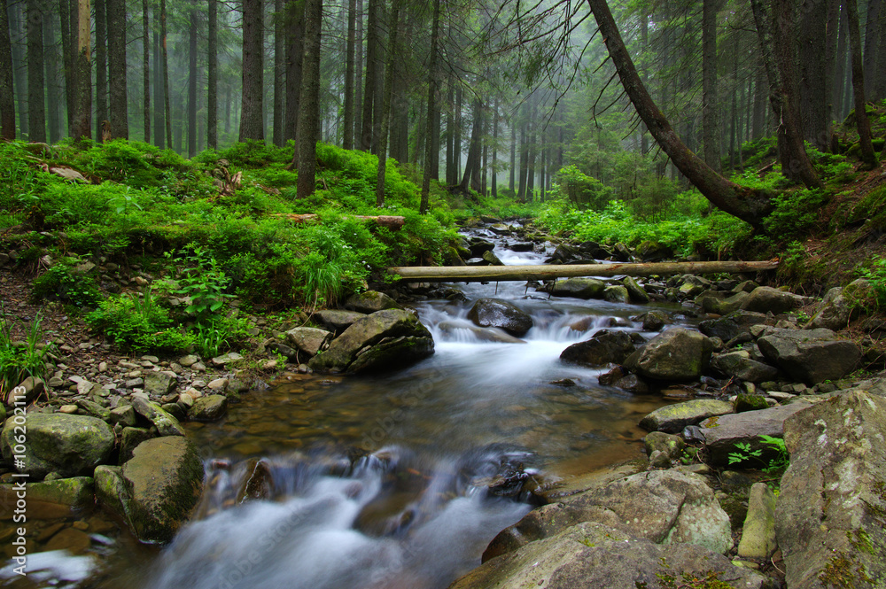 Stream in the wood Stream in the wood