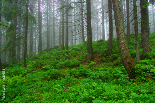 Trees in forest
