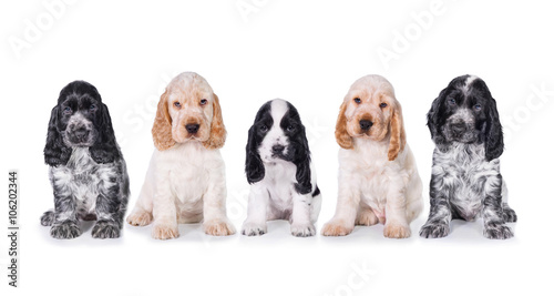 Group of five english cocker spaniel puppies