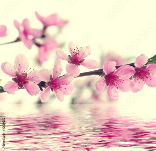  pink blossoms