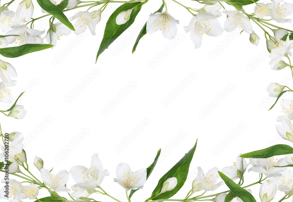 white frame from isolated jasmine branches