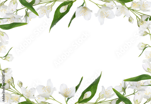 white frame from isolated jasmine branches