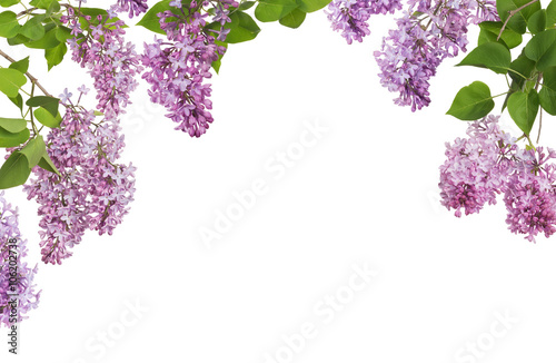 Photo light lilac large inflorescences and leaves half frame
