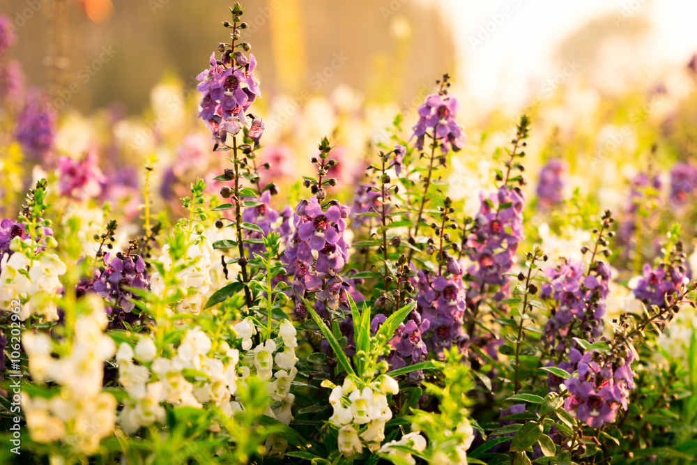 Obraz premium lupins flower blooming in the sunset