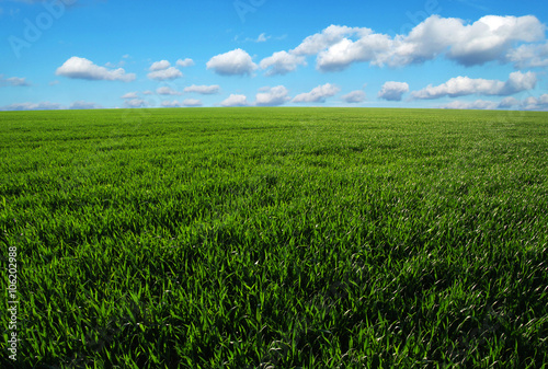  field and sky