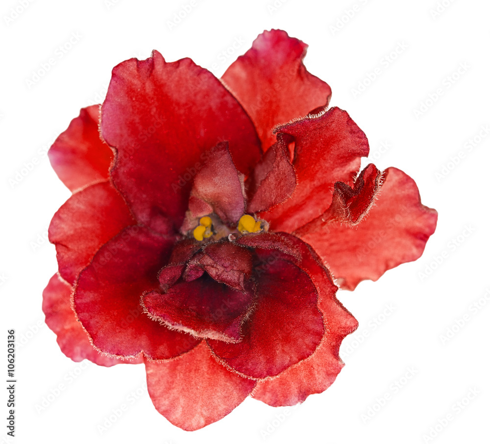 bright red single isolated violet flower bright red single isolated violet flower