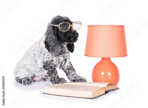 Foto English cocker spaniel puppy with glasses reading a book near the lamp