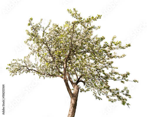 blooming large apple tree branch on white