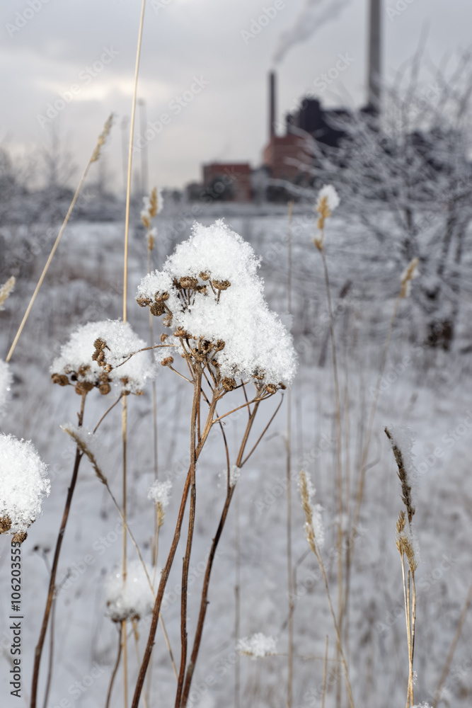 Winter Nature Details