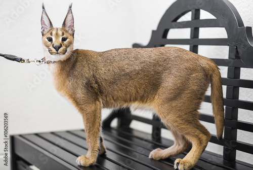 Caracal, 6 months old, standing an bench at exhibition