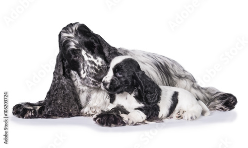 Quadro su tela English cocker spaniel dog kissing its puppy
