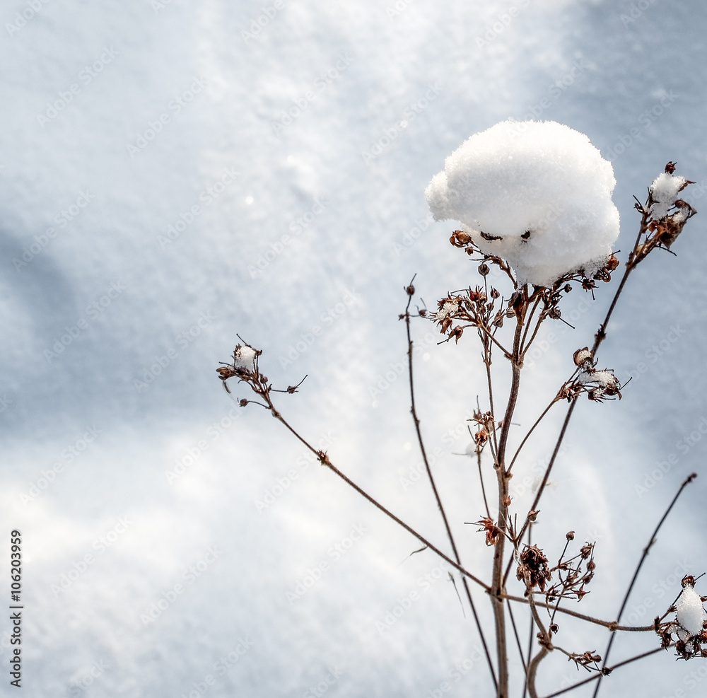 Winter Nature Details