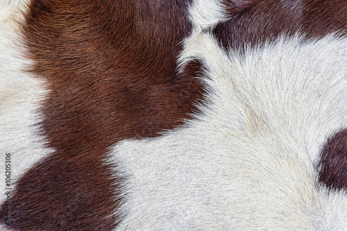Close up brown white calf textured background