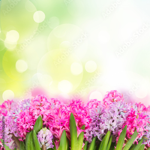 Pink and violet hyacinths