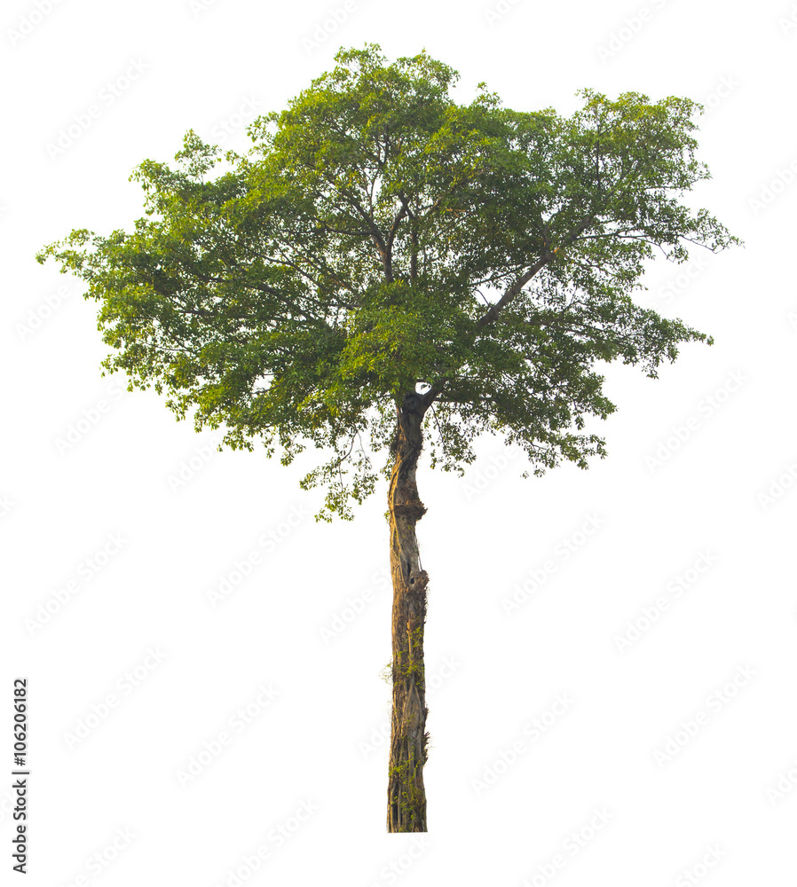 grunge tall tree on white background, isolated