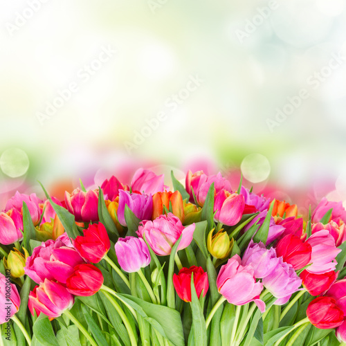 Fototapeta Naklejka Na Ścianę i Meble -  bouquet of  pink, purple and red  tulips