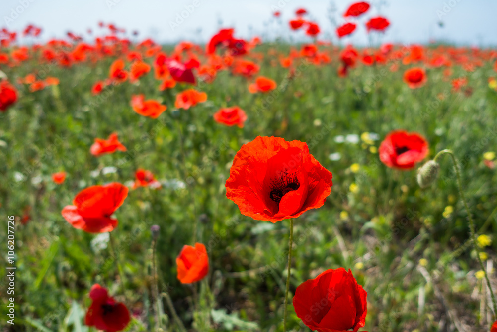 Fototapeta premium The Field of Poppy
