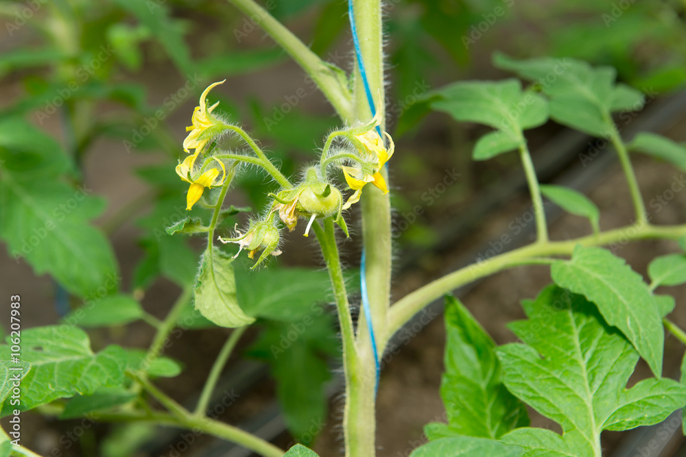 Tomato plants and cucumber plants in vegetable greenhouses. Tomato seedling before planting into the soil, greenhouse plants, drip irrigation, greenhouse cultivation of tomatoes in agriculture Tomato plants and cucumber plants in vegetable greenhouses. Tomato seedling before planting into the soil, greenhouse plants, drip irrigation, greenhouse cultivation of tomatoes in agriculture