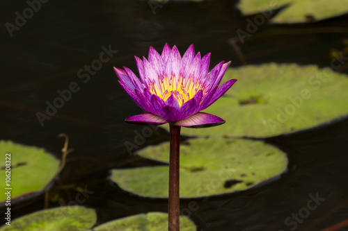 purple lotus on dark nature background