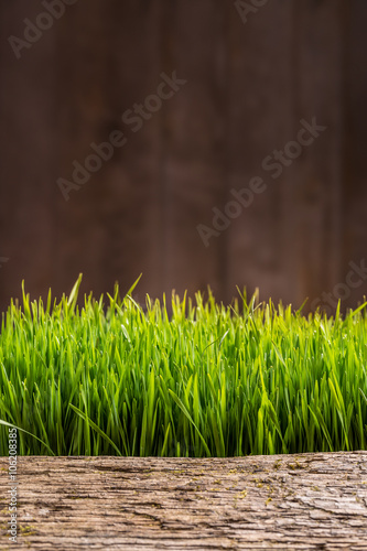 Fresh spring green grass