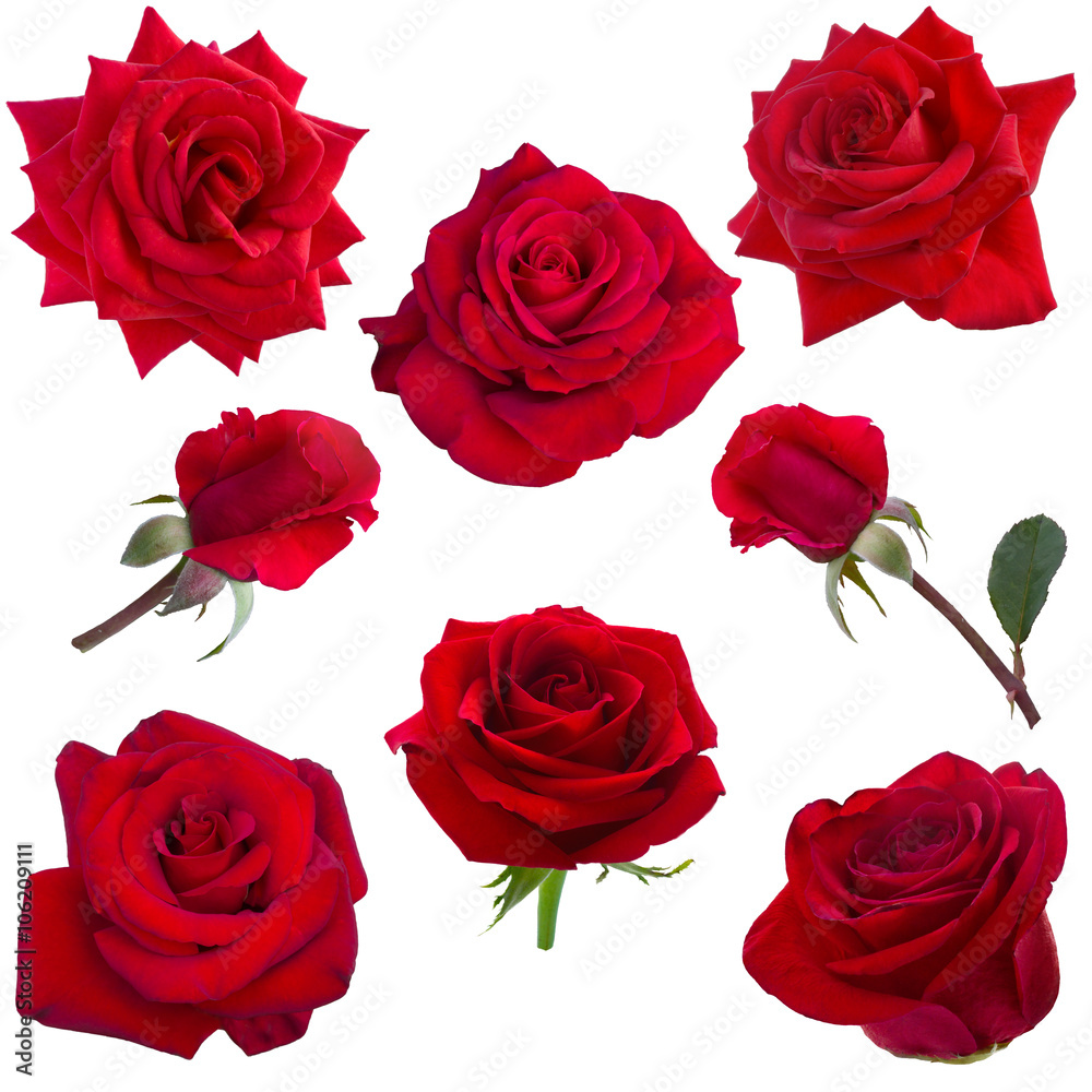 collage of red roses collage of red roses