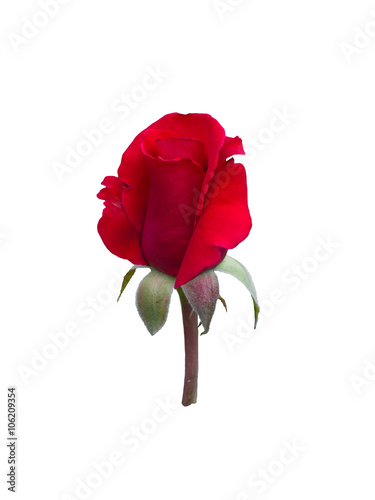Fototapeta Naklejka Na Ścianę i Meble -  bright beautiful  red rose
