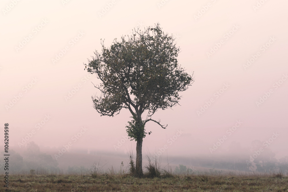 Obraz premium Alone tree with morning fog