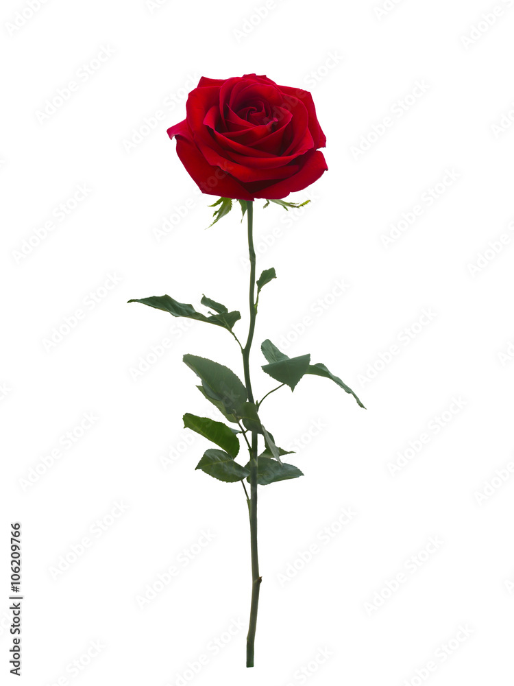 Obraz premium Jasnoczerwona róża