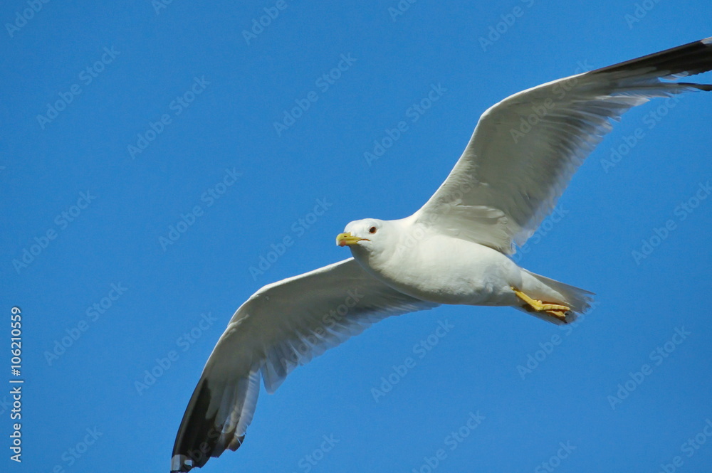 Obraz premium white seagull on blue sky
