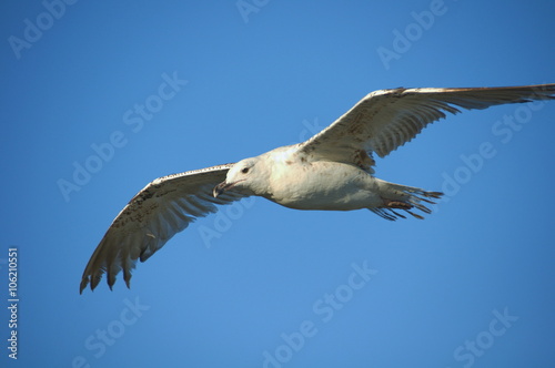 white seagull on blue sky