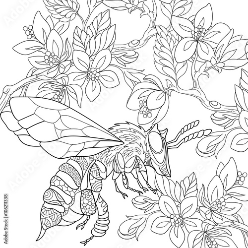 Zentangle stylized cartoon bee flying among sakura flowers. Sketch for adult antistress coloring page. Hand drawn doodle, zentangle, floral design elements for coloring book.