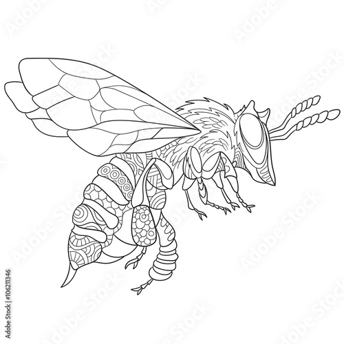 Zentangle stylized cartoon bee insect (bumblebee), isolated on white background. Sketch for adult antistress coloring page. Hand drawn doodle, zentangle, floral design elements for coloring book.
