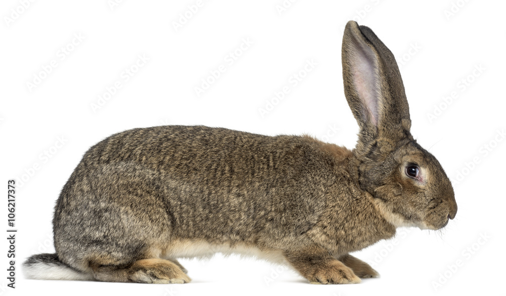 Fototapeta premium Flemish Giant rabbit in front of white background