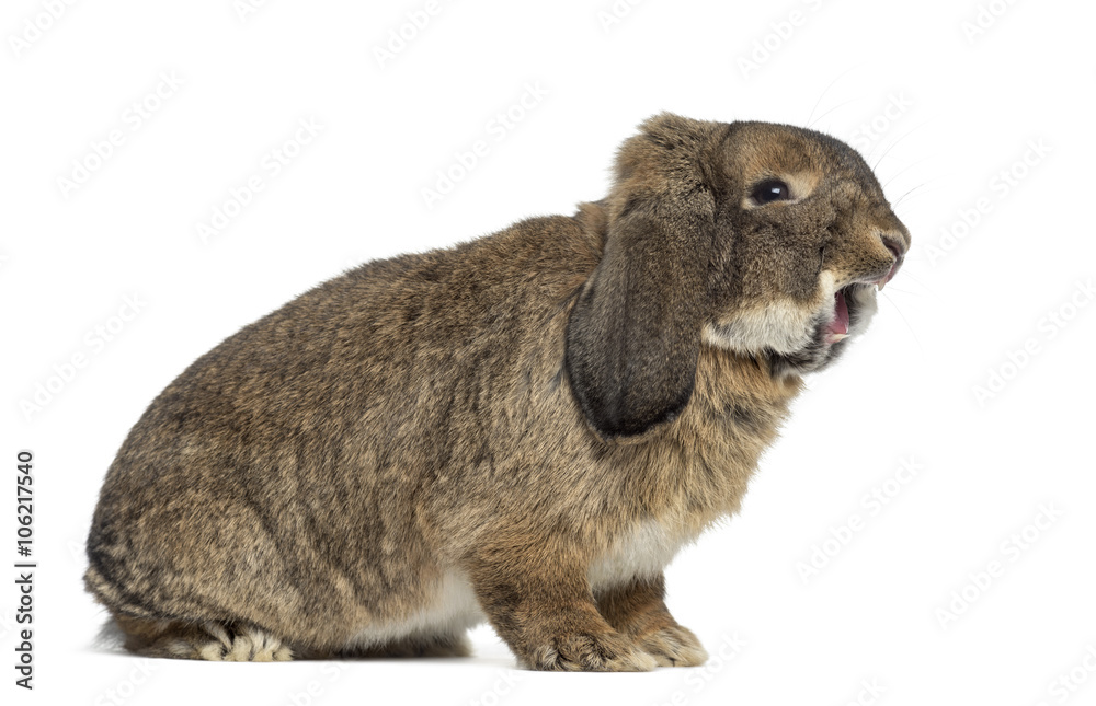 German Rabbit Ram isolated on white German Rabbit Ram isolated on white