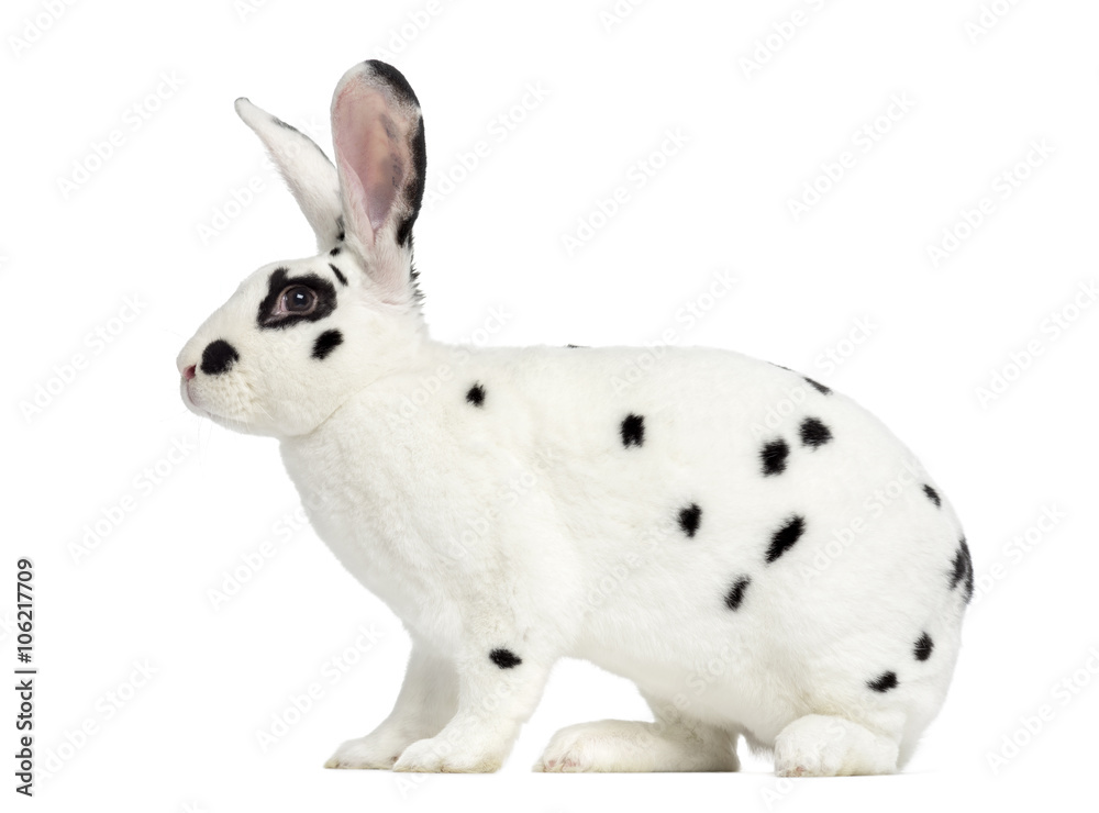 Fototapeta premium Rex Dalmatian Rabbit isolated on white