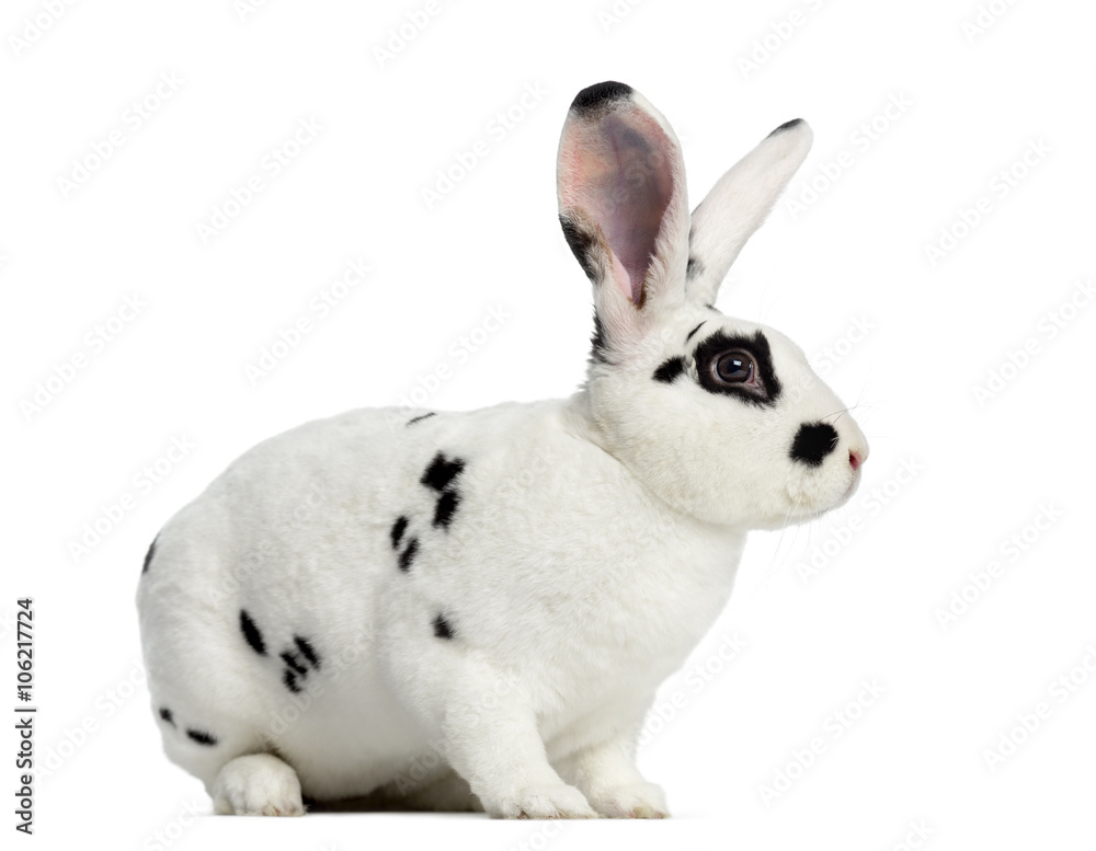 Fototapeta premium Rex Dalmatian Rabbit isolated on white