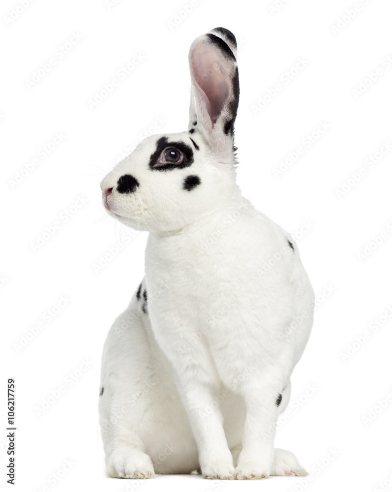 Fototapeta premium Rex Dalmatian Rabbit isolated on white