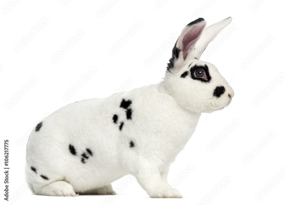 Fototapeta premium Rex Dalmatian Rabbit isolated on white