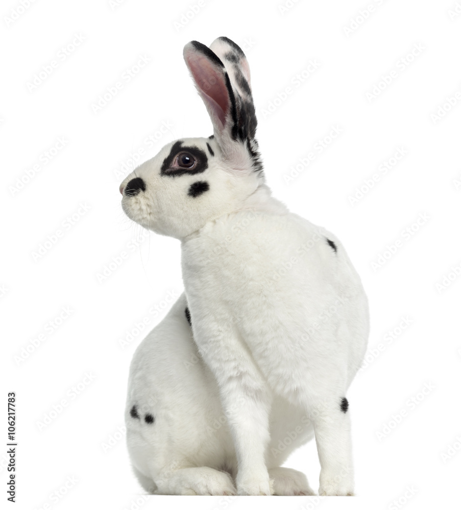 Obraz premium Rex Dalmatian Rabbit isolated on white