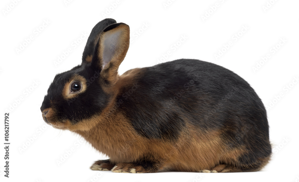 Obraz premium Black fire Rabbit isolated on white