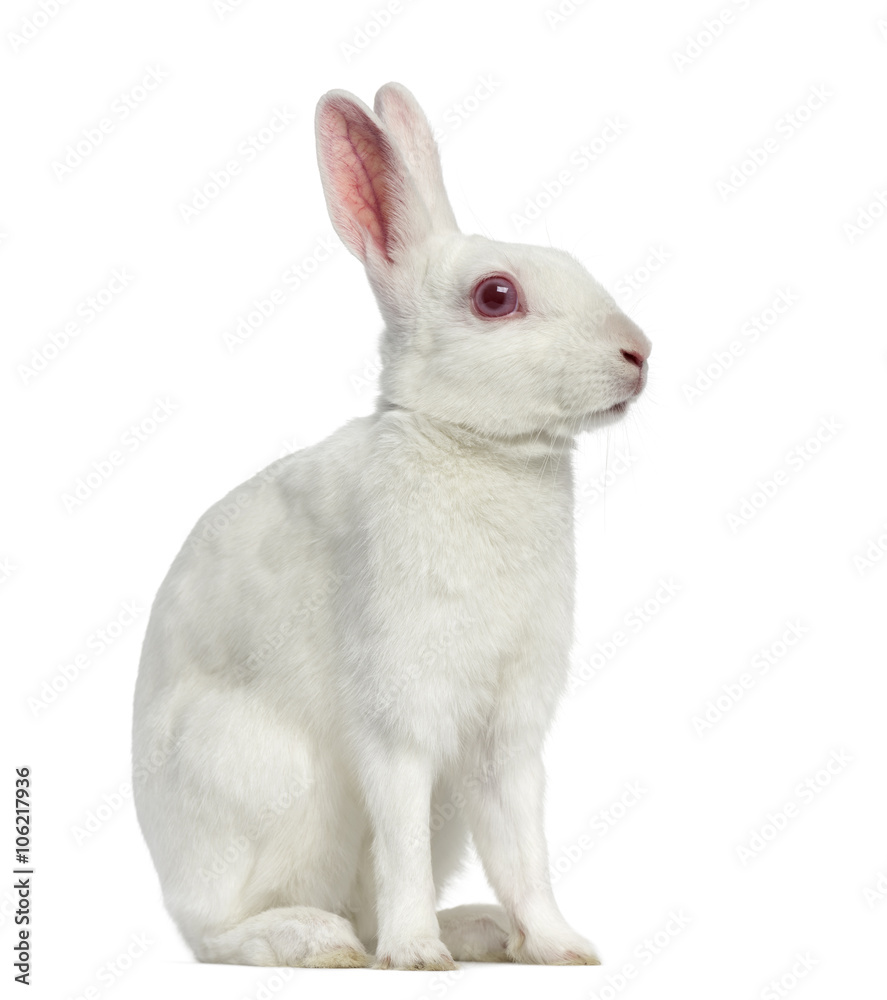 Naklejka premium White albino hare isolated on white