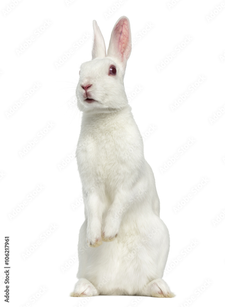 Fototapeta premium White albino hare isolated on white